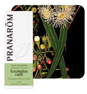 Prana et.ulje eukaliptus radiata 10 ml
